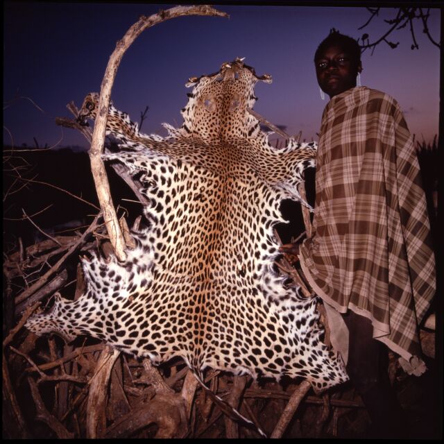leopard poacher